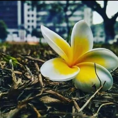 Profile Picture of Saima Hossain (@Saima_hossain32) on Twitter