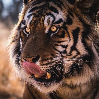 Profile Picture of Calvin Leung (@CalvinLeung18) on Twitter