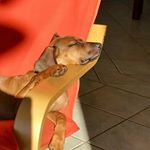 Profile Picture of Paula Fanpage (@paula_sweet_dog) on Instagram