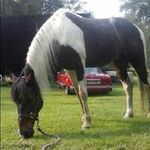 Profile Picture of Angela Haase (@horselover3217) on Instagram
