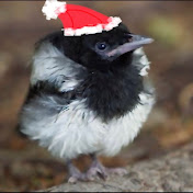 Profile Picture of Amanda Laurie (@amandalaurie134) on Youtube