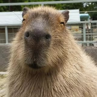 Profile Picture of Capybaros (@galas.peter) on Instagram