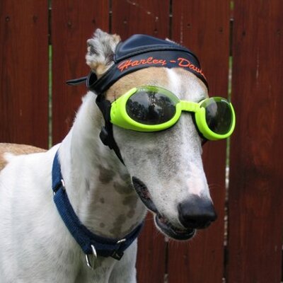 Profile Picture of Steven P. Gessner (@RenssegNevets) on Twitter
