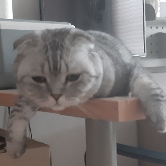 Profile Picture of Joy jayoung Yoon (@joy_yy) on Poshmark