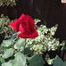 Profile Picture of Rose Hookway (@rose.hookway.58) on Facebook