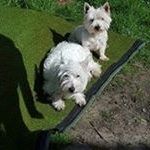 Profile Picture of Matthew Walpole (@matthew_walpole) on Instagram