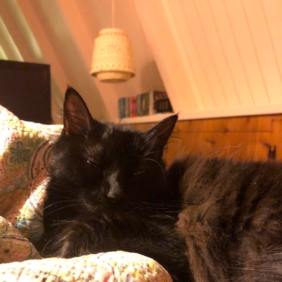 Profile Picture of Allie Stodola (@alliestodola) on Poshmark