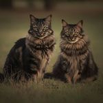 Profile Picture of 🐾❤️Kittens!❤️🐾 (@jimmy_johnny_and_jeffrey) on Instagram