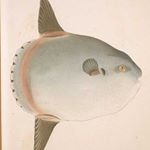 Profile Picture of 〰️ 𝚜𝚙𝚊𝚌𝚎 𝚌𝚘𝚠𝚋𝚘𝚢 〰️ (@lori_moebius) on Instagram