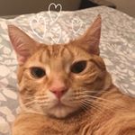Profile Picture of Thomas (@thomasthekittywitty) on Instagram