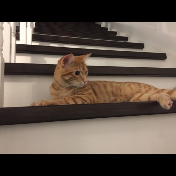 Profile Picture of Layla Nouri (@laylanouri) on Poshmark