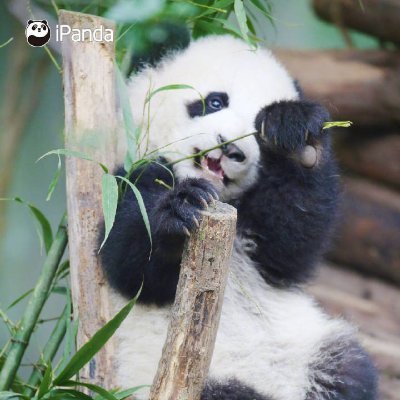 Profile Picture of Chen Yuan (@Chenyuan199307) on Twitter