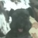 Profile Picture of Josh Starkey (@starkeyboy2003) on Instagram