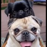 Profile Picture of Noelle goodrich (@39moonshine93) on Instagram