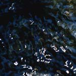 Profile Picture of coreylinnea (@coreylinneag) on Instagram