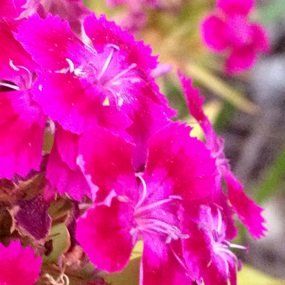 Profile Picture of Carla Wimmler (@jerushasmom) on Poshmark