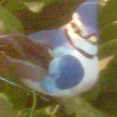 Profile Picture of Scott Biniek (@bluejays22) on Twitter