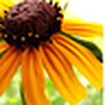 Profile Picture of Rae Anne (@rae s) on Flickr