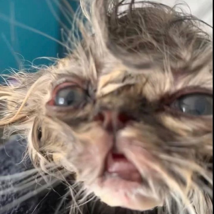 Profile Picture of obby player (@obby_player11) on Tiktok