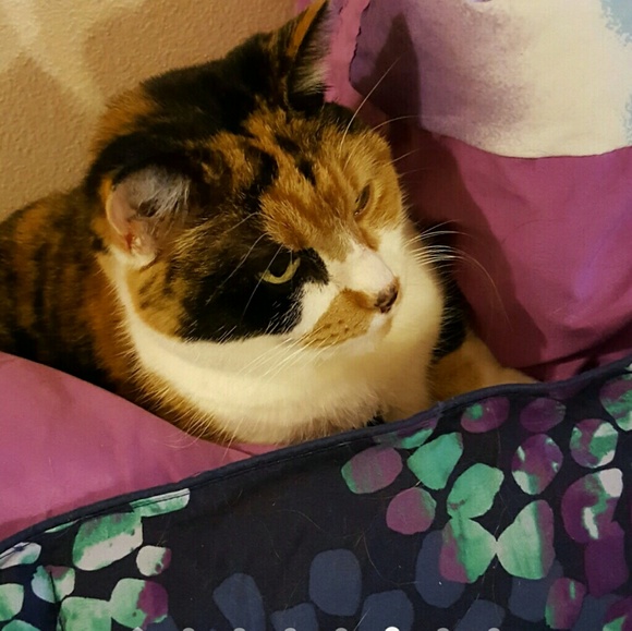 Profile Picture of Zack Hankel (@creditzzzzz) on Poshmark