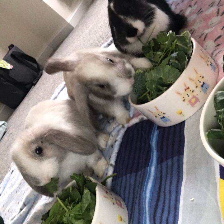 Profile Picture of Jess Logue (@@threelopstwospaniels) on Tiktok