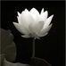 Profile Picture of Nguyet Dinh (@nguyet.dinh.900388) on Facebook