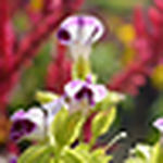 mandy foomanfong - Flickr Profile Picture of mandy foomanfong (@Mandy Foo Man Fong) on Flickr