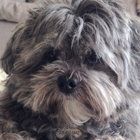 Profile Picture of Maya Kimura (@maya-kimura-1) on Quora