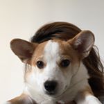 Profile Picture of Ning Wang (@nningwang) on Instagram