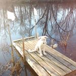 Profile Picture of Steve Justin Currie (@steve.currie.566) on Instagram