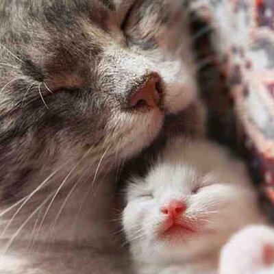 Profile Picture of Yuko Inoue (@yukobrixton) on Twitter