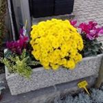 Profile Picture of James Luis Girardi (@jamesluizgirardi) on Instagram