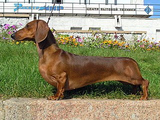 Profile Picture of Dachshundon Wikipedia