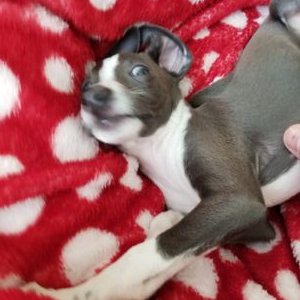 Profile Picture of Daniel Inouye (@daino_inouye) on Twitter