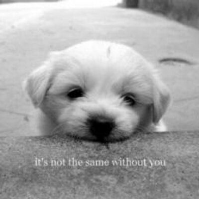 Profile Picture of Jose Candra Pedro (@JCP_NEVER_CRY) on Twitter