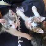 Profile Picture of Mary, Fuchs,Nala🐱🐈 (@mary_fuchs_nala) on Instagram