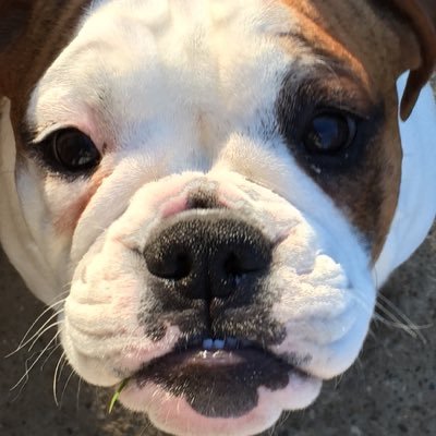 Profile Picture of ScarletAndFranklin (@ScarletAndFrank) on Twitter