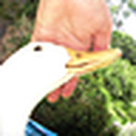 Profile Picture of Robert Wilson (@boonlong1) on Flickr