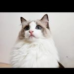 Profile Picture of Leo Tsui (@tsui_yuen) on Instagram