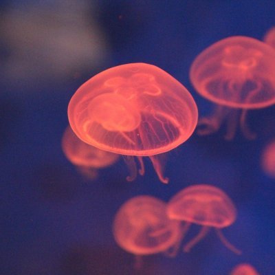 D. Özaydın - Twitter Profile Picture of D. Özaydın (@atesh42) on Twitter