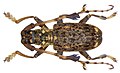 Profile Picture of Imantocera penicillataon Wikipedia