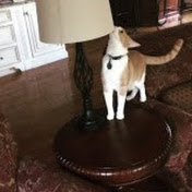 Profile Picture of Rachel Stapleton (@rachelstapleton4651) on Youtube