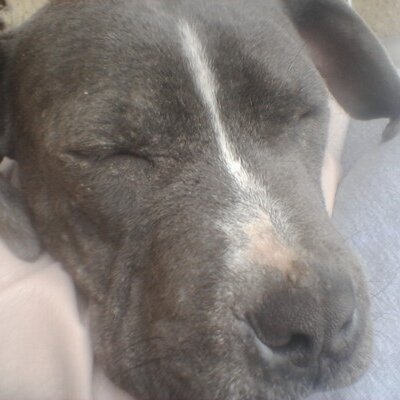 Profile Picture of Sherry (@sherrygriest) on Twitter