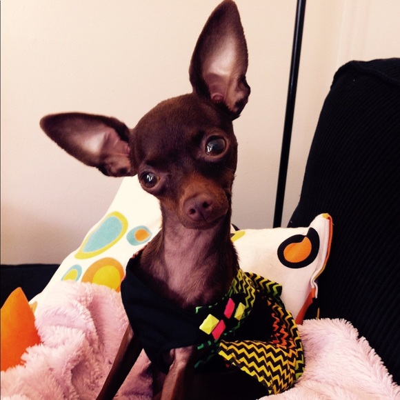 Profile Picture of Liza Campbell (@lizamc1212) on Poshmark