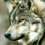 Profile Picture of hossein tabrizi (@tabrizi2553) on Instagram