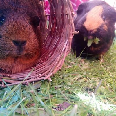 Chrissy Ward - Twitter Profile Picture of Chrissy Ward (@chrissy74808546) on Twitter