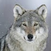 Profile Picture of David Gubbels (@david-gubbels) on Quora