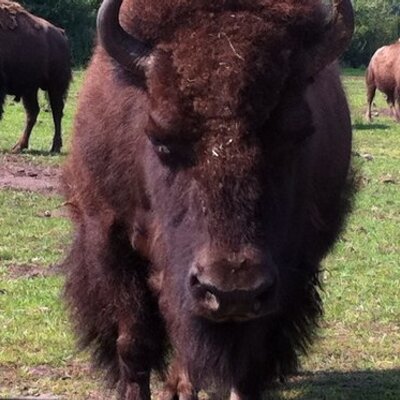 Profile Picture of Dennis Janné (@DjanneJann) on Twitter