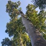 Profile Picture of Peter Grennan (@petethetreegrennan) on Instagram