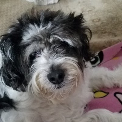 Profile Picture of Joy Haskins (@haskins_joy) on Twitter